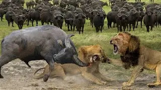 Historical Battle! Wild Buffalo Join Forces To Fight Off Ferocious Lions To Save Their Friends.