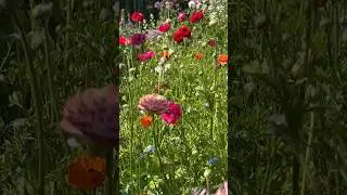 My ranunculus patch is a field of dreams right now #gardening #cutflowers #cottagegarden