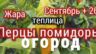 ВЫСОТА ПЕРЦА МЕТР ДВАДЦАТЬ.#урожай #перцы #помидоры