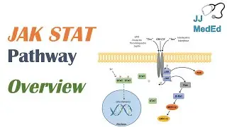 JAK-STAT Signaling Pathway