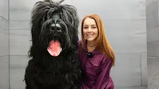 This dog means SERIOUS business 😈 | Black Russian Terrier