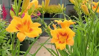 Hemerocallis Black Eyed Stella (Daylily) // Award Winning, Long-Blooming, Easy to Grow Perennial!