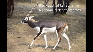 Blackbuck eating grass at Lal Suhanra National Park, Bahawalpur | South Punjab