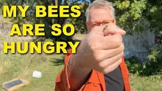 Beekeeping: Speed Test for Scout Bees and Sugar Water