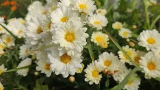 गोदावरी फुल NO COPYRIGHT FLOWER VIDEO _ FREE BACKGROUND VIDEO