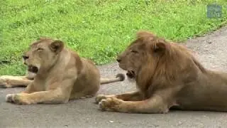 Animales en aparente libertad, en Zoologico Nacional de Cuba