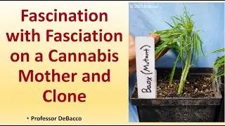 Fascination with Fasciation on a Cannabis Mother and Clone