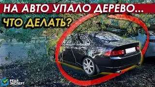 На Авто упало дерево?- что делать? | Рассказывает Автоэксперт  #РЕАЛЭКСПЕРТ