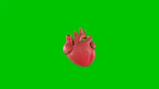 Human Anatomy Heart Green Screen Animation Effects FHD Footage