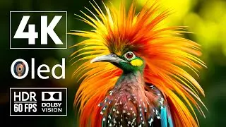 Unique beauty of world animals Dolby Vision 4K HDR 60 FPS  -  with Cinematic Sound (dynamic color)