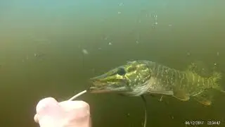 подводная охота пика (гавайка) слиптип