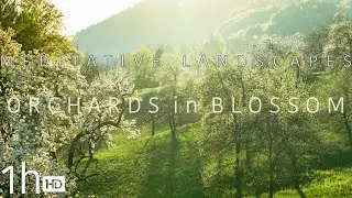 Meditative Landscapes: Blossoming Orchard (Relaxing sounds, chirping Birds & crickets Stress-relief)