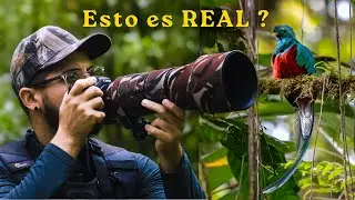 Viajé a Costa Rica y FOTOGRAFIÉ su ave MÁS BELLA 🦜