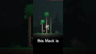 One of the Rarest Pets in Terraria!  