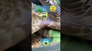 snake mating❤️🔥🤯 