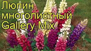 Люпин многолистный Галлери Микс. Краткий обзор, описание lupinus polyphyllus Gallery Mix