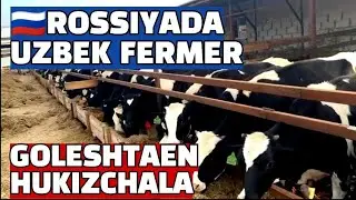 🇷🇺РОССИЯДА УЗБЕК ФЕРМЕРЛАР КАНДАЙ МОЛ БОКИШАДИ.БУКАЧА