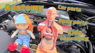 Learning About Body Parts | Anatomy for kids | Cars Parts and Body Parts | Home School video 4K