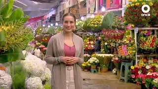 D Todo - Diseños florales y floristas (20/09/2022)