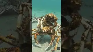 Crab works smarter, not harder to reach destination #Shorts