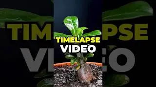 How to create a timelapse video | Flixier 🕒🎬