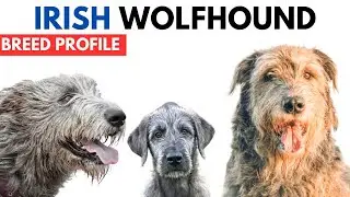 Irish Wolfhound Breed Profile History - Price - Traits - Irish Wolfhound Grooming Needs - Lifespan