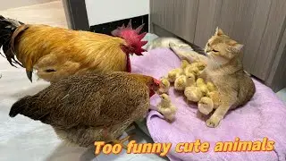 The rooster the hen are confused!The kitten takes the chicks to sleep with the mother cat.Funny cute