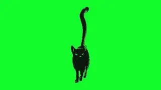 Футаж HD. Нарисованный черный кот. Хромакей