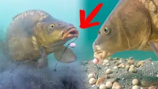 Best moments of underwater fishing in clear lakes
