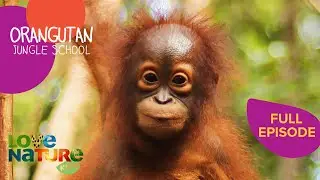 Bald is Beautiful | Orangutan Jungle School 206