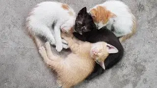 Very cute animals || 🥰😹 Hilarious Animal Compilation №50