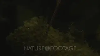 NatureFootage Stock Video