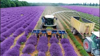 Lavender Harvest & Oil Distillation | Valensole - Provence - France 🇫🇷| large and small scale