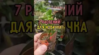 7 растений для новичка