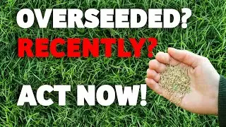 How to look after your newly seeded or renovated lawn