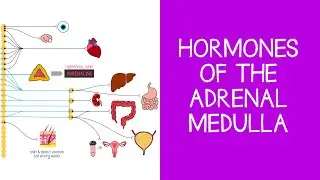 5.7 Endocrine: Hormones of the Adrenal Medulla