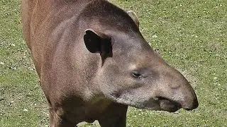 Brazilian Tapir