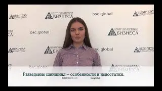 Разведение шиншилл – особенности и недостатки