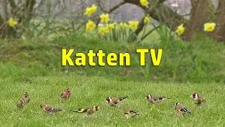 Cat TV - Little Birds on The Lawn