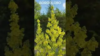 ANIMALES CURIOSOS: La Polilla de Gordolobo