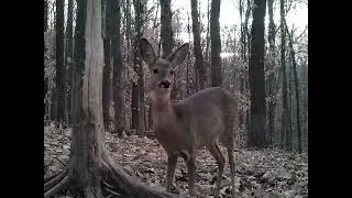 Олени и косули крупным планом /Deer and roe deer in the wild close-up.