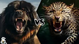 TIBETAN MASTIFF VS LEOPARD - Who Would Win a Fight?