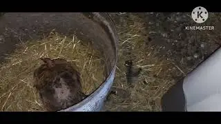 Жизнь в селе#Казахстан#Курица вывела цыплят в огороде.Высаживаю помидоры.