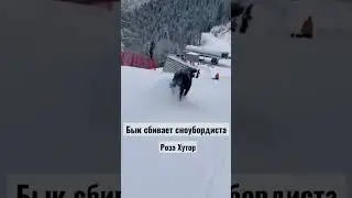 Бык сбивает сноубордиста на Роза Хутор