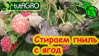 СПАСИТЕЛИ САДА: убираем гниль с плодов. После этого ни одно растение не заболеет!