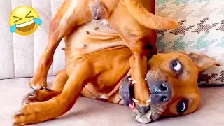 FUNNIEST Pet Fails Of 2023! 🤣 Try Not To Laugh