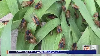 Im staying inside: Decatur neighborhood reacts to cicada influx