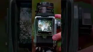 Film Camera ASMR in Nature #landscapephotography #hasselblad #filmphotography #ASMR #nature #healing