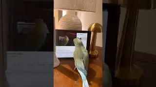 what a smart parrot