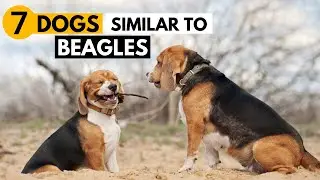 7 Dog Breeds Similar to Beagles | Best Beagle Alternatives